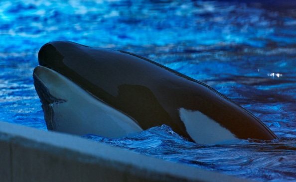 PETA Reveals Animal Transfers and Dolphin Deaths at SeaWorld Parks in 2022