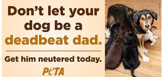 PETA Deadbeat Dad billboard