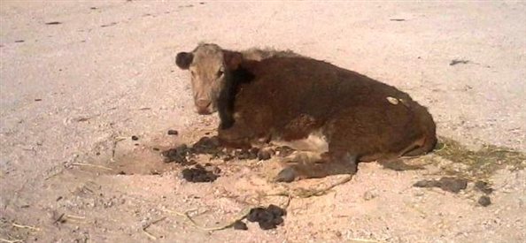 Cow Dragged, Dumped, Left for Dead | PETA