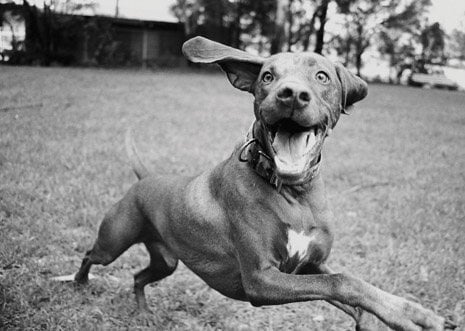 The 15 Happiest Animals Ever—RANKED! | PETA