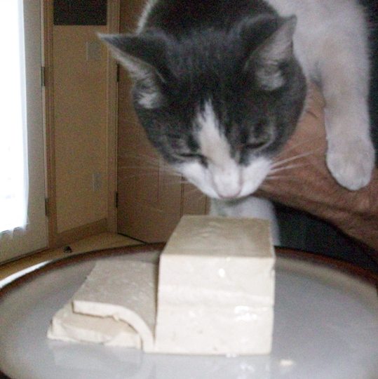 can dogs and cats eat tofu