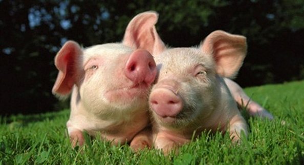 Victory! University Ends Pig Lab