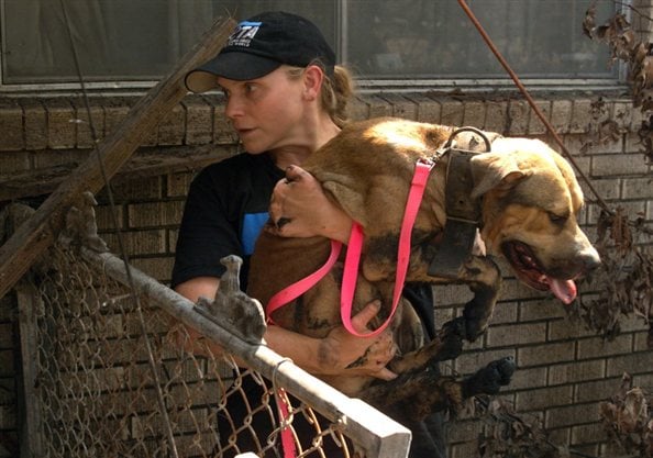 Helping Animals in the Midst of a Natural Disaster | PETA