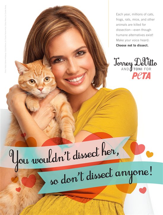 PETA's Seven Cutest Cat Ads Ever | PETA