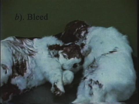 Mars' Ghoulish Secret: Candy-maker Kills Animals | PETA Mars' Ghoulish Secret: Candy-maker Kills Animals | PETA