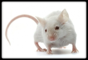 White Mouse