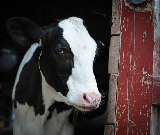 cow used for milk production