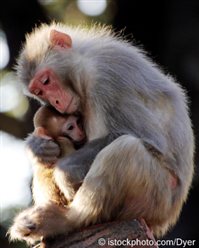 monkeys monkey baby mother animals their cute hugging hugs animal babies mamas human animales sus her crias peta mom con