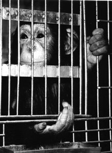 Chimpanzee Jabbed 300 Times Suffers PTSD