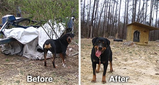 Bear the Dog Before and After