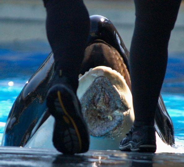 Nakai was injured on a sharp metal edge in his tank while reportedly fleeing from an aggressive altercation with two other orcas.