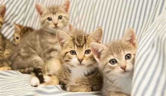 8865.Group-Shot-Kittens-Up-For-Adoption.jpg