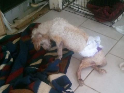 Angel's Gate Undercover Investigation | PETA Angel's Gate Undercover Investigation | PETA
