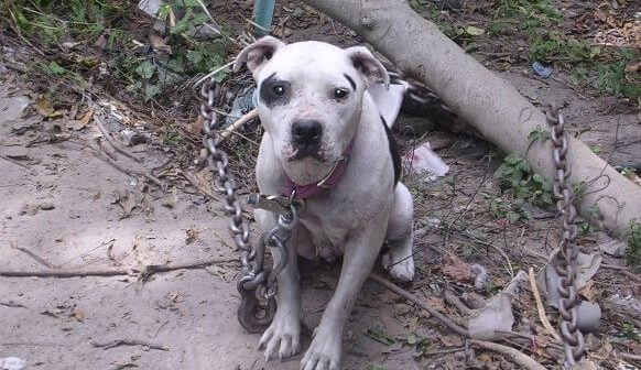 What Winter Is Like When You’re a Chained Dog