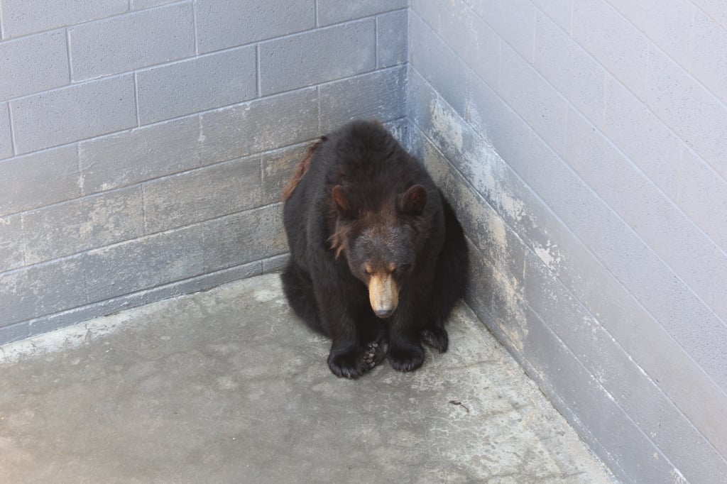 bear in a desolate concrete pit at a North Carolina roadside zoo