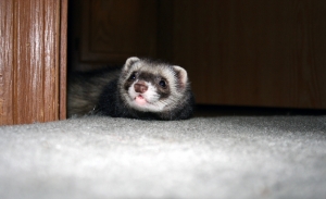 Cute Ferret