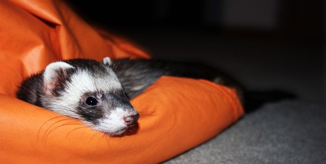 GUIDE: Caring for Ferrets as Companions PETA Living