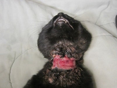 Embedded store collar dog