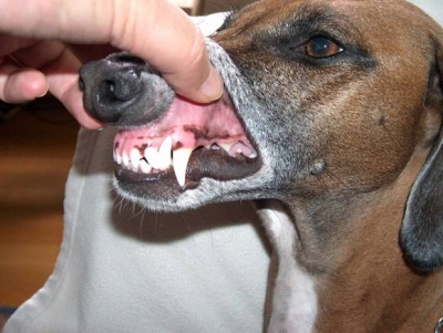 Dog's teeth