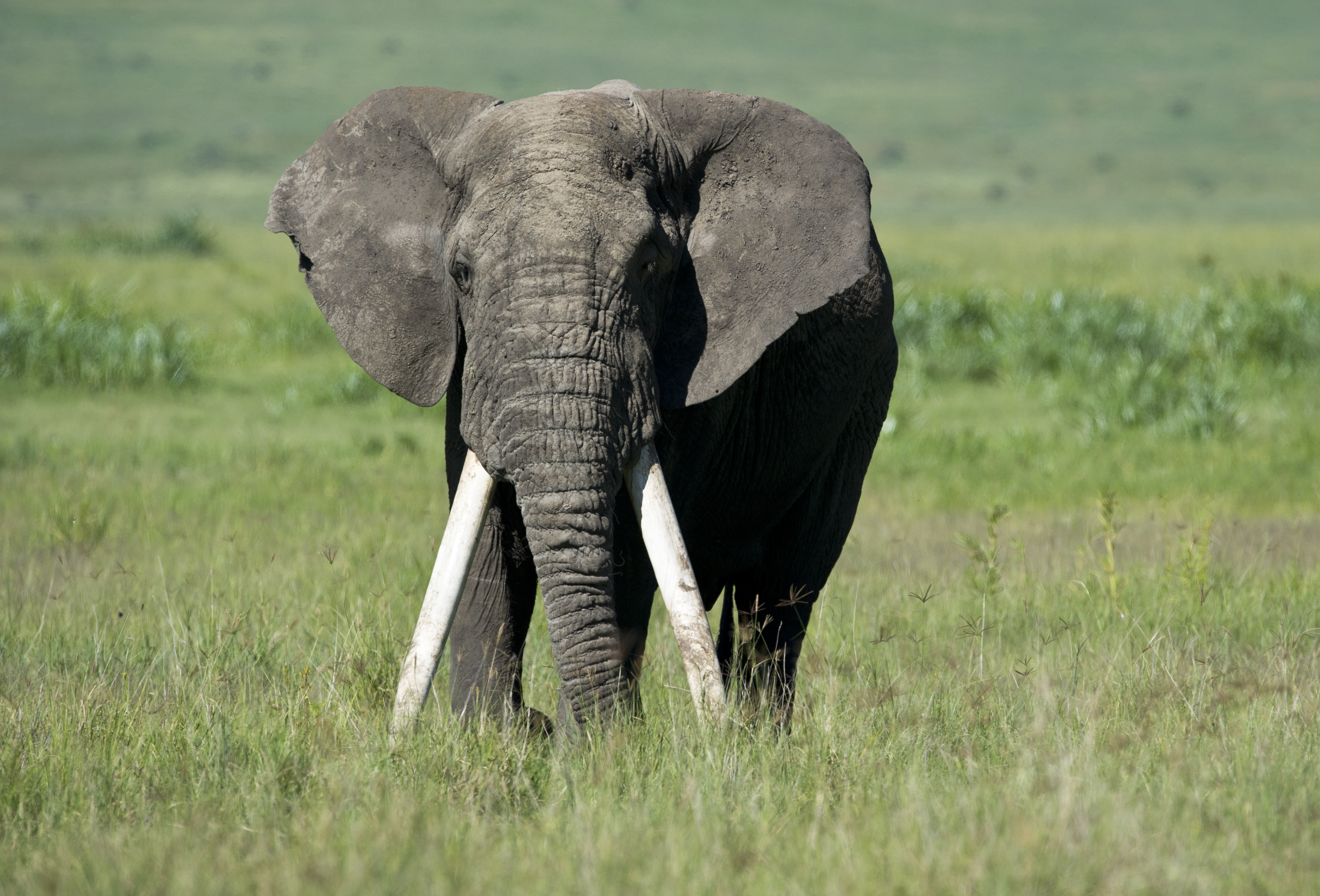 Animal Rights Uncompromised: Zoos