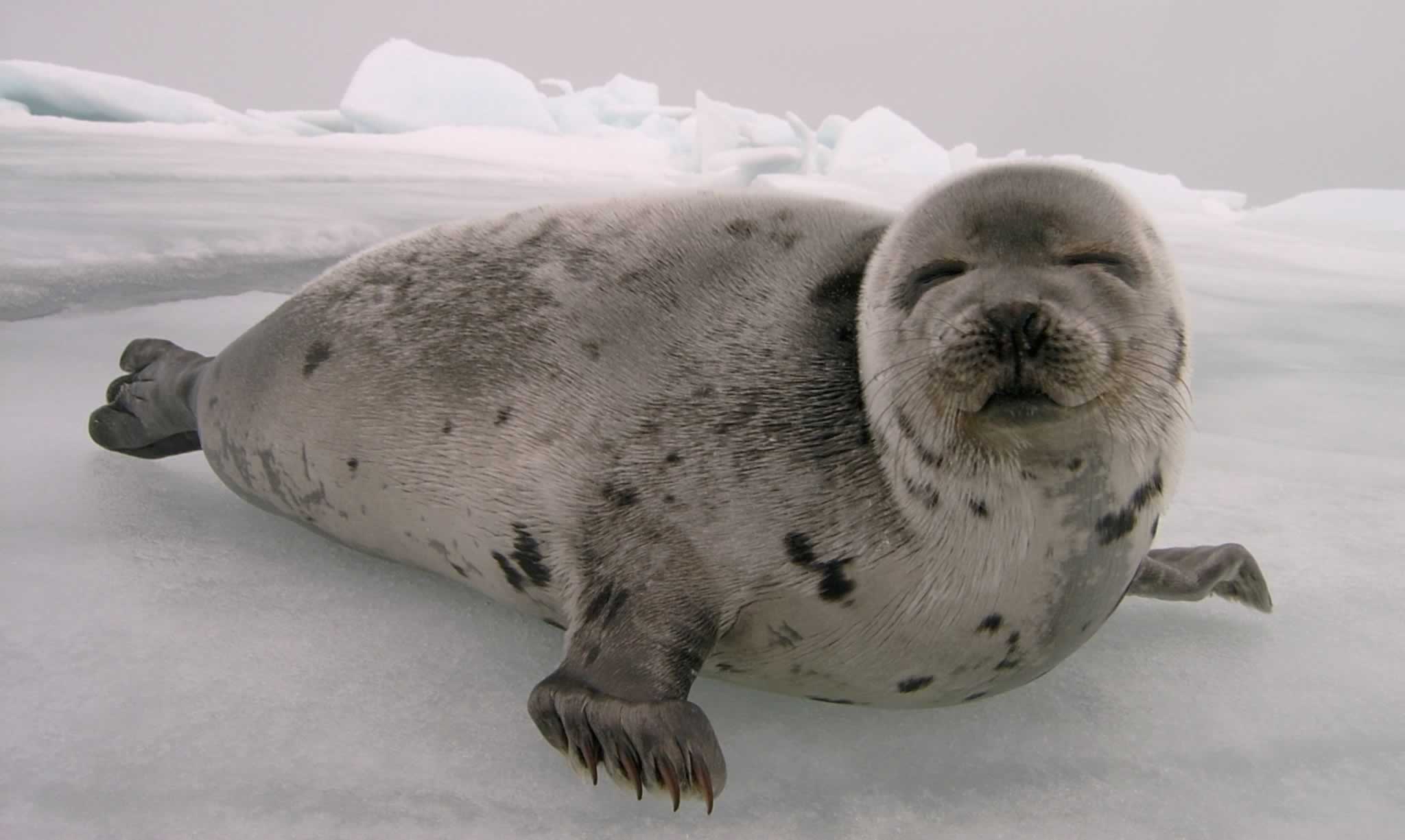 Norway s Seals Can Breathe a Sigh of Relief PETA