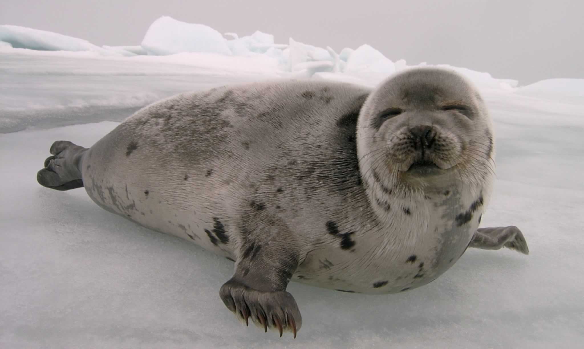 Norway s Seals Can Breathe A Sigh Of Relief PETA