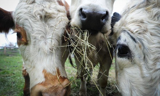 5 Things in Your Burger Just As Heartbreaking As Horsemeat