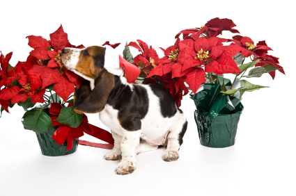 are poinsettias poisonous o dogs and cats