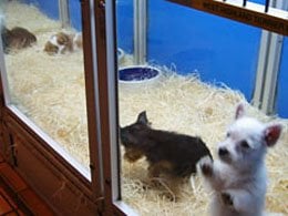 Pet Shops | PETA