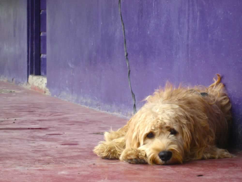 ‘Loneliness Is Such a Sad Affair …’