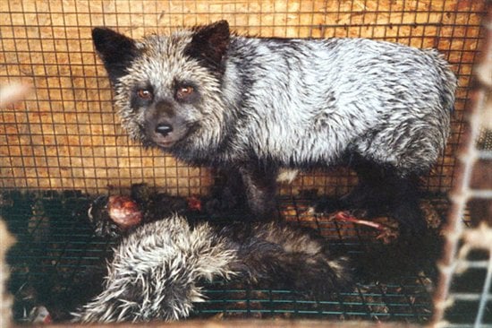 The Fur Industry: Animals Used for Their Skins | PETA