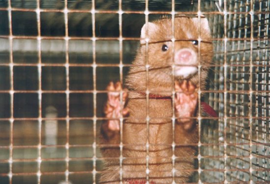 More Info on Animals Used for Clothing | PETA More Info on Animals Used for Clothing | PETA