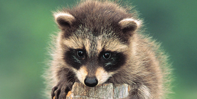 Living in Harmony With Wildlife (Raccoon)