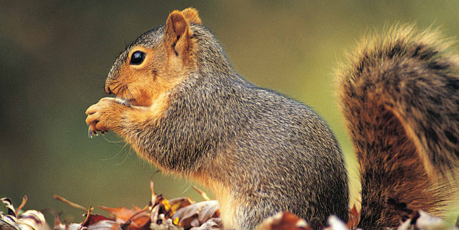 Living in Harmony With Wildlife (Squirrel)