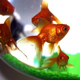 fish and aquarium stores near me