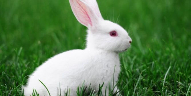 Buy This, Not That: Cruelty-Free Shopping Edition