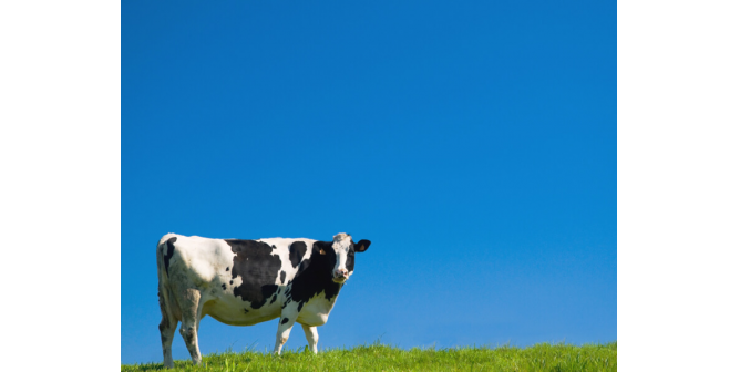 cow and blue sky