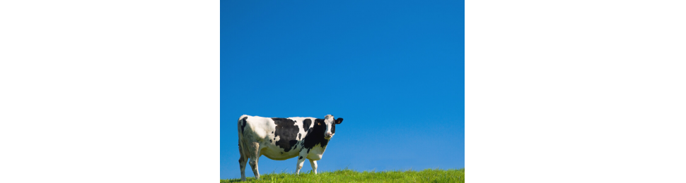 cow and blue sky