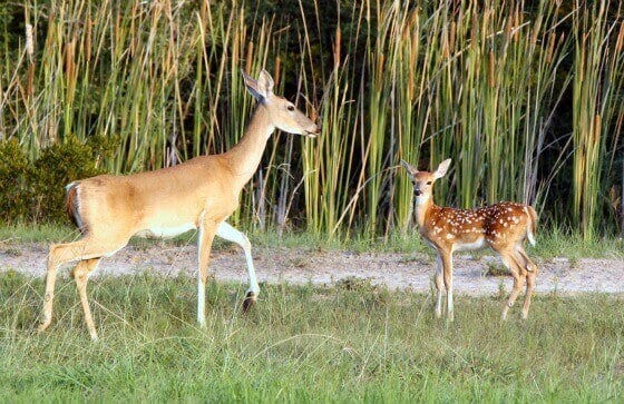 Why Sport Hunting Is Cruel and Unnecessary | PETA Why Sport Hunting Is Cruel and Unnecessary | PETA