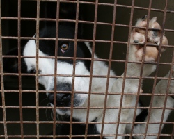 Peta crate training online