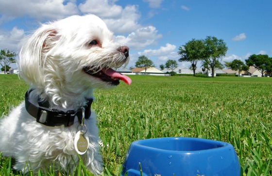 The Vegan Dog-Food Guide: Tips for Feeding Your Canine Friends