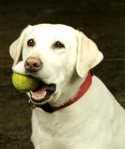 April Is National Pet First Aid Awareness Month
