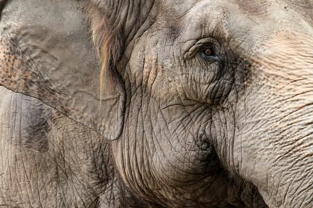 Captive Elephants: Broken Spirits | PETA Captive Elephants: Broken Spirits | PETA
