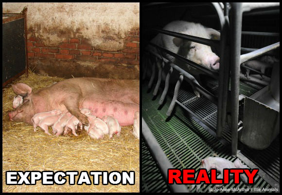 Expectation vs. Reality: Factory Farms | PETA Expectation vs. Reality: Factory Farms | PETA