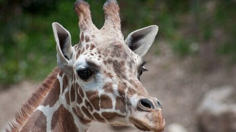 giraffe.jpg