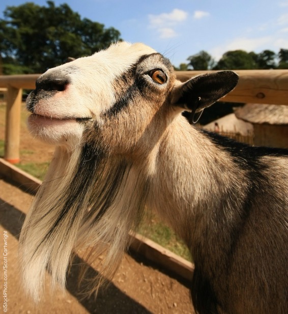 12 Goats Who Are Depending on You—and You Alone | PETA