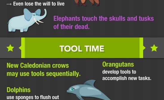 I Didn’t Know Animals Could Do That!