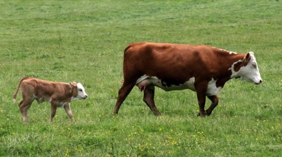 mother-cow-and-calf.jpg