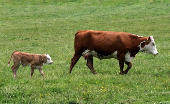 Honor All Mothers This Mother\u2019s Day PETA Honor All Mothers This Mother\u2019s Day PETA