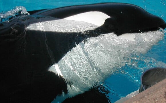 2016 – SeaWorld  Stops Orca Breeding